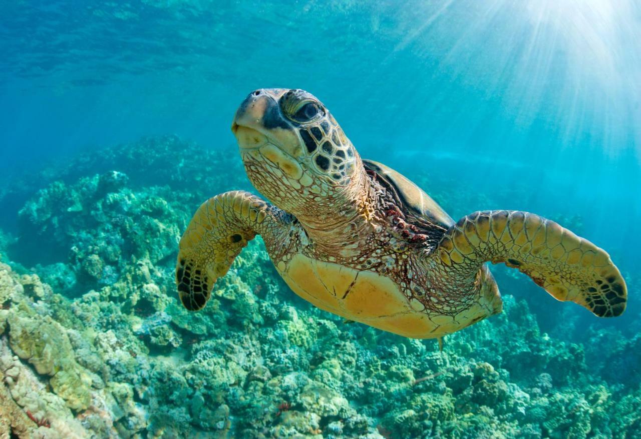 Upani In Diani Panzió Diani Beach Kültér fotó